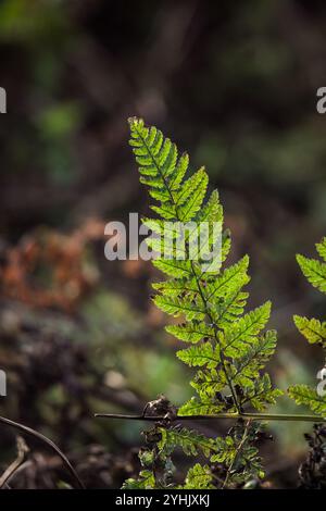 Common, Bracken Frond mit Hintergrundbeleuchtung (Pteridium aquilinum) beleuchtet von Golden Herbstlicht, North Pennines, Teesdale, County Durham, Großbritannien Stockfoto