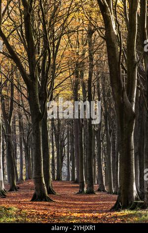 Buchenwald (Fagus sylvatica) im Spätherbst, North Pennines, Teesdale, County Durham, Vereinigtes Königreich Stockfoto