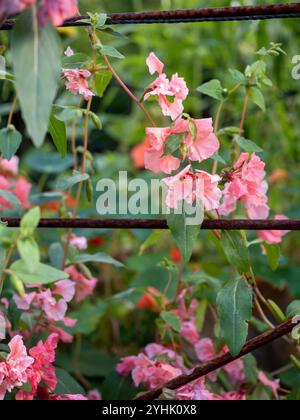 Clarkia unguiculata „Salmon Rose“ (godetia, elegante Clarkia, Abschied vom Frühling) wächst durch eine rostfreie Pflanzenstütze in einem britischen Garten Stockfoto
