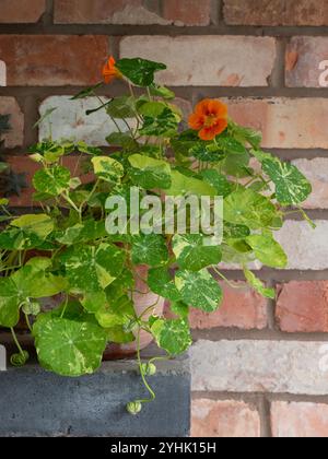 Kapuzinerkresse „Alaska“ (Tropaeolum majus), eine Pflanze mit wunderschönen bunten Blättern und orangefarbenen Blüten, in einem Topf auf einem Regal vor einer alten Ziegelwand Stockfoto