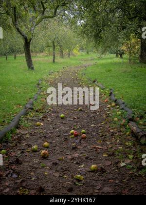 Der Pfad, der im Spätsommer/Frühherbst mit Äpfeln übersät ist, führt durch einen nebeligen britischen Obstgarten mit Obstbäumen Stockfoto