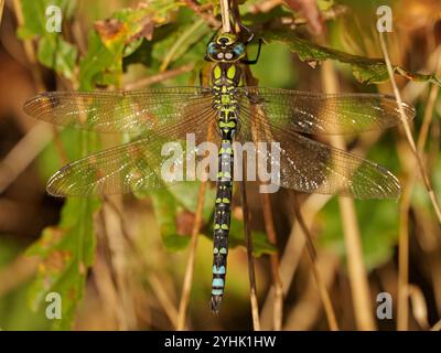 Southern Hawker Libelle - an einem warmen Novembertag. Die Makroaufnahme zeigt die faszinierenden Farben und Muster dieses beeindruckenden Insekts. Stockfoto