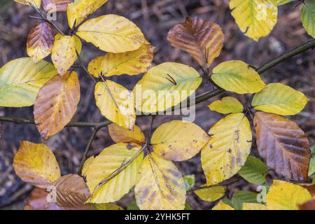 Buchenblätter (Fagus sylvatica) im Herbstlaub, Emsland, Niedersachsen, Deutschland, Europa Stockfoto