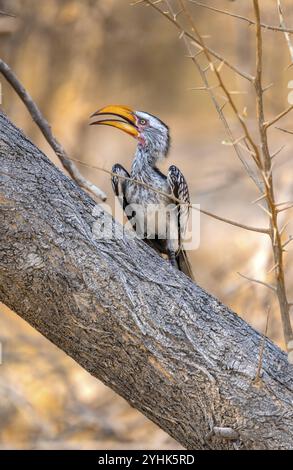 Rotringschnabel (Tockus leucomelas), Vogel sitzt auf einem Baumstamm, Nxai Pan National Park, Botswana, Afrika Stockfoto