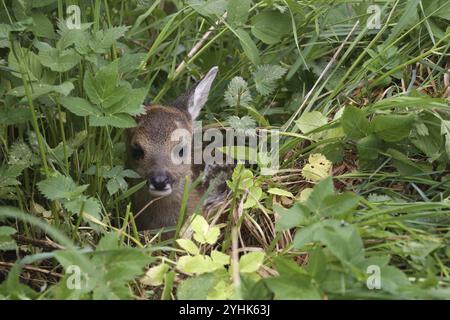 Reh (Capreolus capreolus) ein paar Tage altes Rehkitz im Gras, Allgaeu, Bayern, Deutschland, Allgaeu, Bayern, Deutschland, Europa Stockfoto