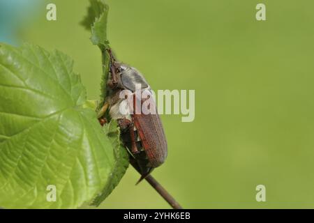 Cockchafer (Melolontha melolontha), Weibchen auf einem Blatt, Wilnsdorf, Nordrhein-Westfalen, Deutschland, Europa Stockfoto