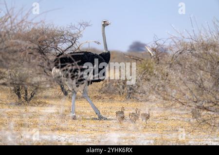 Gemeiner Strauß (Struthio camelus), erwachsener Mann mit Jungen, Küken, Tierfamilie, afrikanische Savanne, Nxai Pan Nationalpark, Botswana, Afrika Stockfoto