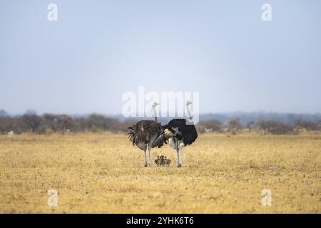 Gemeiner Strauß (Struthio camelus), erwachsener Weibchen und Mann mit sechs Jungen, Küken, Tierfamilie, afrikanische Savanne, Nxai Pan Nationalpark, Botswana, AF Stockfoto