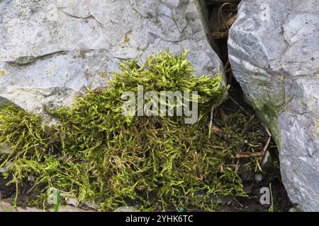 Nahaufnahme von Bryophyta, Grünmoospflanzen, die im Sommer in feuchtem Boden und auf Gesteinsoberfläche wachsen, Quebec, Kanada, Nordamerika Stockfoto