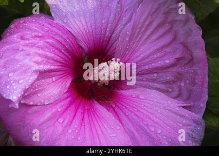 Nahaufnahme von Stigmen und Staubblättern auf rosafarbenem Hibiskus, gemeine Rose Malve mit Tropfen im Sommer, Quebec, Kanada, Nordamerika Stockfoto