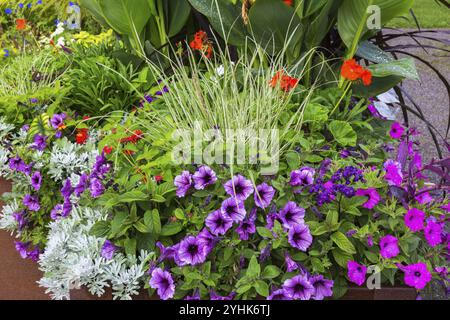 Gemischte Pflanzen einschließlich violetter, rosa Petunien, Artemisia, Beifuß, rotes Pelargonium, Geranium Blumen in Metallbehälter im Sommer, Quebec, Kanada, Nort Stockfoto