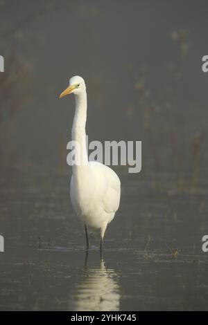 Großer Weißreiher (Ardea alba) im Nebel, lauert im Wasser für Beute, Allgäu, Bayern, Deutschland, Allgäu/Bayern, Deutschland, Europa Stockfoto