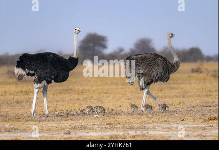 Gemeiner Strauß (Struthio camelus), erwachsener Weibchen und Männchen mit Jungen, Küken, Tierfamilie, afrikanische Savanne, Nxai Pan Nationalpark, Botswana, Afrika Stockfoto