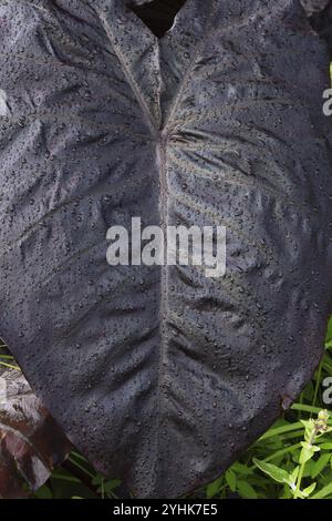 Nahaufnahme von dunkelviolettem Colocasia esculenta, Elefantenohrblatt oder Taro Blatt mit Regentropfen im Sommer in Quebec, Kanada, Nordamerika Stockfoto