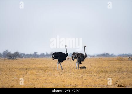 Gemeiner Strauß (Struthio camelus), erwachsener Weibchen und Mann mit sechs Jungen, Küken, Tierfamilie, afrikanische Savanne, Nxai Pan Nationalpark, Botswana, AF Stockfoto