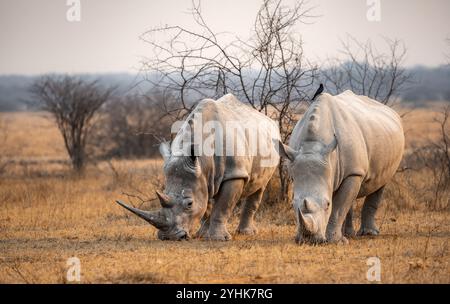 Südliches weißes Nashorn (Ceratotherium simum), zwei Nashörner, die im Abendlicht weiden, Khama Rhino Sanctuary, Serowe, Botswana, Afrika Stockfoto