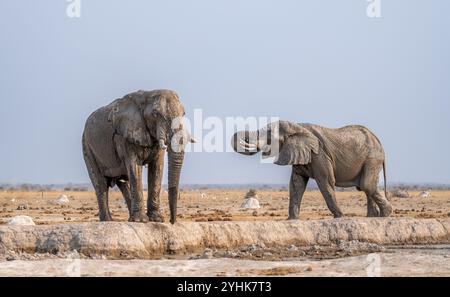 Afrikanischer Elefant (Loxodonta africana), zwei Elefanten am Wasserloch, im Abendlicht, Nxai Pan Nationalpark, Botswana Botswana Stockfoto