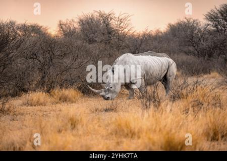 Südliches weißes Nashorn (Ceratotherium simum), Nashorn bei Sonnenuntergang, Khama Rhino Sanctuary, Serowe, Botswana, Afrika Stockfoto