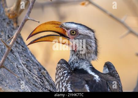 Rotringschnabel (Tockus leucomelas), Vogel sitzt auf einem Baumstamm, Tierporträt, Nxai Pan Nationalpark, Botswana, Afrika Stockfoto