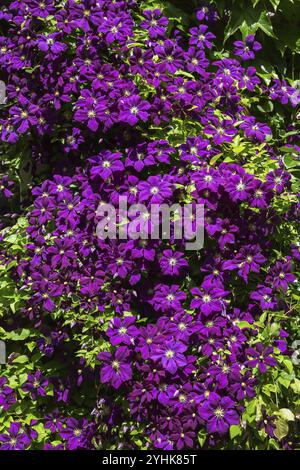 Clematis viticella „Etoile Violette“, alter Bart wächst im späten Frühjahr in voller Sonne, Montreal, Quebec, Kanada, Nordamerika Stockfoto