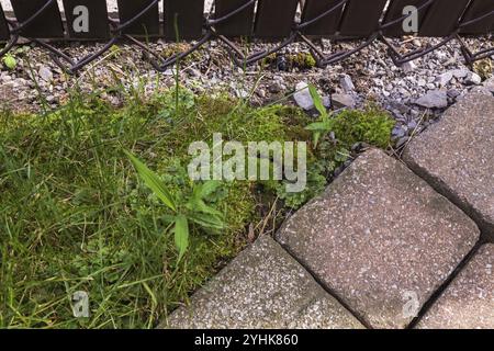 Blick von oben auf unerwünschte invasive Pflanzen wie Bryophyta, grünes Moos, Flechten und Digitaria ciliaris, Krabbengras, das im Schatten und in der feuchten Gegend wächst Stockfoto