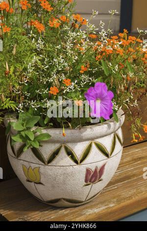 Orange Tagetes, Marigold, Euphorbia hypericifolia 'Diamond Frost', Spurge und pinkfarbene Petunienblüten wachsen in einem mit Tulpenmotiven verzierten Behälter Stockfoto