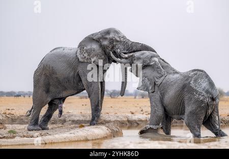 Afrikanischer Elefant (Loxodonta africana), männlicher Erwachsener, zwei Elefanten, die mit ihrem Stamm kämpfen, einer steht im Wasser, an einem Wasserloch, Nxai Pan Natio Stockfoto