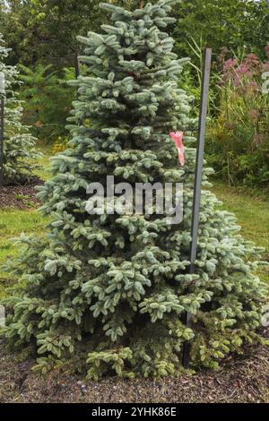 Junge und neu gepflanzte Picea glauca, Weißfichte, die im Sommer an einen Metallpfahl gebunden ist, Quebec, Kanada, Nordamerika Stockfoto