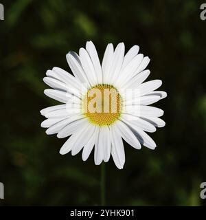 Nährstoffarme Wiesengänse nährstoffarme Wiesengänse (Chrysanthemum leucanthemum), Blüte auf schwarzem Hintergrund, Wilnsdorf, Nordrhein-Westfalen Stockfoto