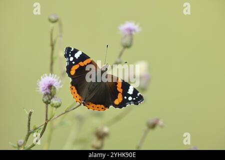 Admiral-Schmetterling (Vanessa atalanta), Schmetterling saugt Nektar aus einer Distelblume (Cirsium arvense), Insekten, Schmetterlinge, Wildtiere, HANSAG, Neuer See Stockfoto