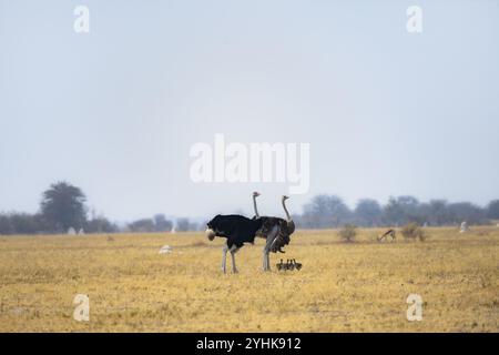 Gemeiner Strauß (Struthio camelus), erwachsener Weibchen und Mann mit sechs Jungen, Küken, Tierfamilie, afrikanische Savanne, Nxai Pan Nationalpark, Botswana, AF Stockfoto