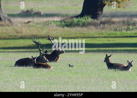 Windsor, Berkshire, Großbritannien. November 2024. Rotwild im Windsor Great Park, Windsor, Berkshire. Der aktuelle Deer Park wurde vor über 70 Jahren von dem Ranger, dem Prinzen Philip, Duke of Edinburgh, gegründet und beherbergt etwa 500 Rotwild. Diese stammen von vierzig Hintern und zwei Hirschen ab, die 1979 eingeführt wurden. Es ist derzeit die Rehraufzeit. Quelle: Maureen McLean/Alamy Live News Stockfoto