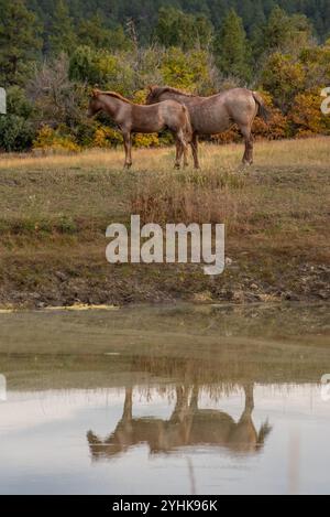 Zwei wilde Pferde, equus ferus caballus, stehen an einem Teich, ihre Reflexion im Wasser, Südkalifornien, USA. Stockfoto