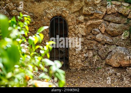 Orangen wachsen inmitten üppiger grüner Blätter in einem lebendigen Garten unter hellem Sonnenlicht Stockfoto