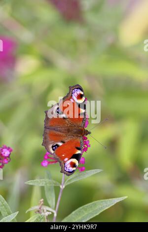 Pfauenfalter (Inachis io) saugt Nektar an Schmetterlingsstrauch (Buddleja davidii), in einer natürlichen Umgebung in freier Wildbahn, Nahaufnahme, Tierwelt, Insekten Stockfoto