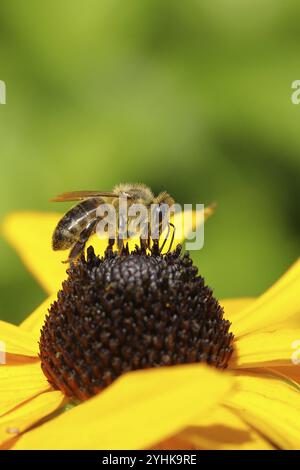 Europäische Honigbiene (APIs mellifera), Nektar aus einer Blüte des gelben Coneflower (Echinacea paradoxa), Nahaufnahme, Makrofoto, Wilnsd Stockfoto