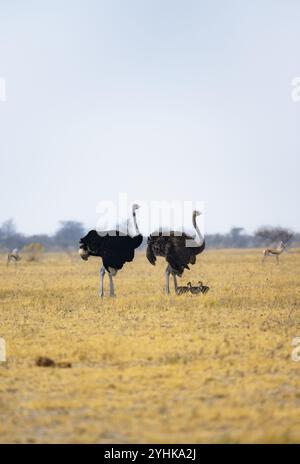 Gemeiner Strauß (Struthio camelus), erwachsener Weibchen und Mann mit sechs Jungen, Küken, Tierfamilie, afrikanische Savanne, Nxai Pan Nationalpark, Botswana, AF Stockfoto