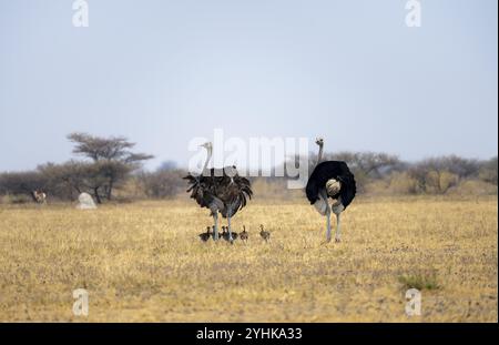 Gemeiner Strauß (Struthio camelus), erwachsener Weibchen und Mann mit sechs Jungen, Küken, Tierfamilie, afrikanische Savanne, Nxai Pan Nationalpark, Botswana, AF Stockfoto