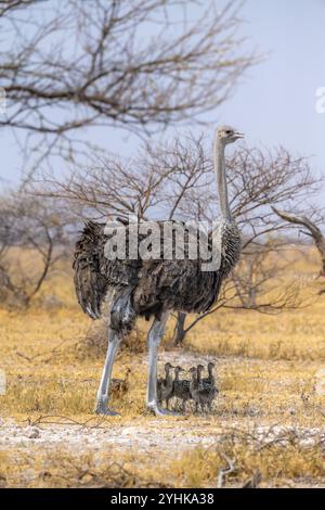 Gemeiner Strauß (Struthio camelus), erwachsenes Weibchen mit Jungen, Küken, Tierfamilie, afrikanische Savanne, Nxai Pan Nationalpark, Botswana, Afrika Stockfoto