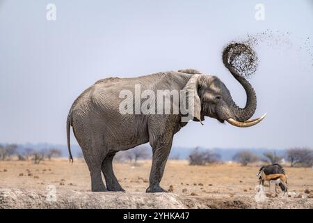 Afrikanischer Elefant (Loxodonta africana), baden an einem Wasserloch, sprüht Wasser aus seinem Stamm, Nxai Pan National Park, Botswana Botswana Stockfoto