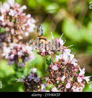 Ectophasia Crassipennis Parasitenfliege Stockfoto