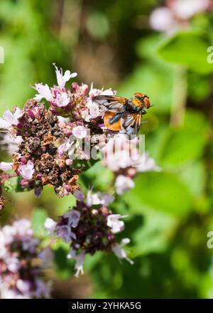 Ectophasia Crassipennis Parasitenfliege Stockfoto