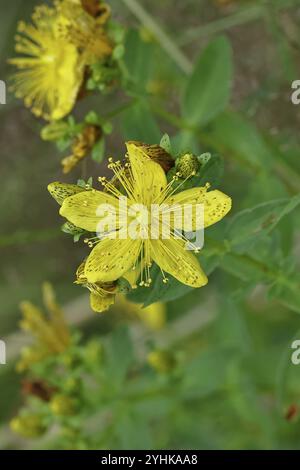 Johanniskraut (Hypericum perforatum), Johanniskraut oder Johanniskraut (Hypericum perforatum), Blutkraut, Johanniskraut, Fleck Stockfoto