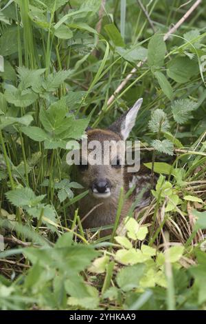 Reh (Capreolus capreolus) ein paar Tage altes Rehkitz im Hochgras, Allgaeu, Bayern, Deutschland, Allgaeu, Bayern, Deutschland, Europa Stockfoto