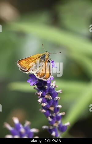 Großer Kapitän (Ochlodes venatus), Nektar aus einer Blume des Gemeinen Lavendels (Lavandula angustifolia), Nahaufnahme, Makrofoto, Wilnsdorf, Stockfoto