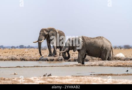 Afrikanischer Elefant (Loxodonta africana), zwei Elefanten, die im Wasser stehen und Wasser an einem Wasserloch trinken, Nxai Pan National Park, Botswana Botswana Stockfoto