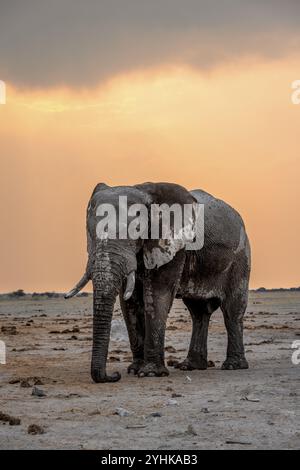 Afrikanischer Elefant (Loxodonta africana), Elefant bei Sonnenuntergang, Nxai Pan Nationalpark, Botswana Botswana Stockfoto