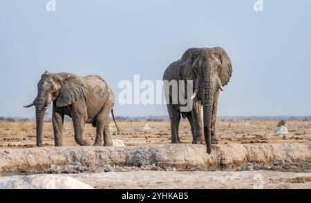 Afrikanischer Elefant (Loxodonta africana), zwei Elefanten am Wasserloch, im Abendlicht, Nxai Pan Nationalpark, Botswana Botswana Stockfoto