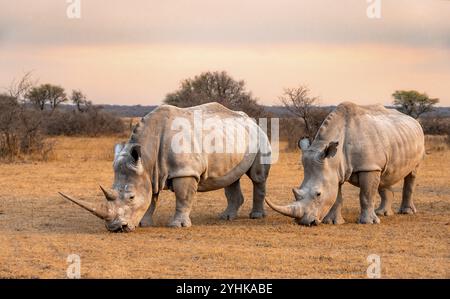 Südliches weißes Nashorn (Ceratotherium simum), zwei Nashörner bei Sonnenuntergang, Khama Rhino Sanctuary, Serowe, Botswana, Afrika Stockfoto