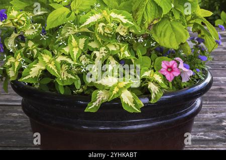 Gemischte Pflanzen, darunter Solenostemon, Coleus, rosa Petunia und Ageratum houstonianum „Aloha Blue“, Floss Flower in Container auf Holzdeck im Hinterhof Stockfoto